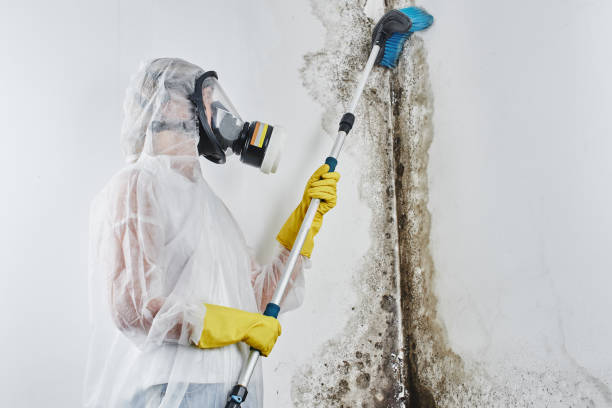 Best Mold removal after water damage  in Pottsville, PA